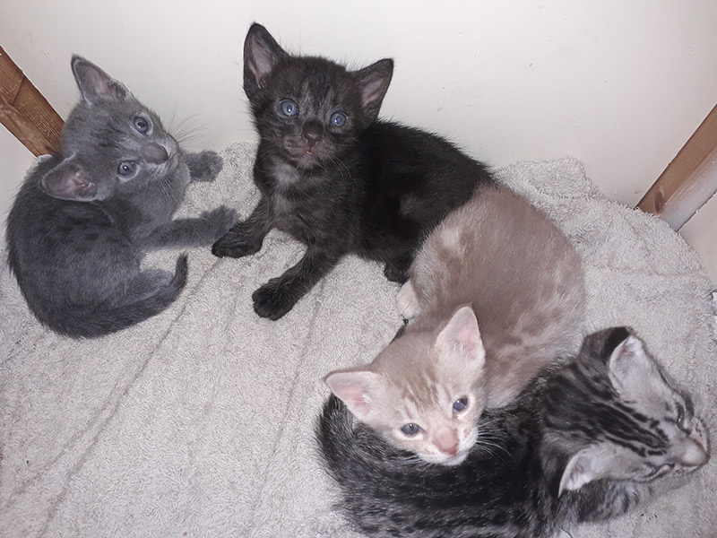 Ocicat kittens 01
